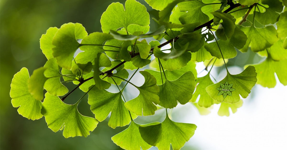 Γκίνγκο Μπιλόμπα (Ginkgo Biloba) - Οφέλη και Θεραπευτικές Ιδιότητες
