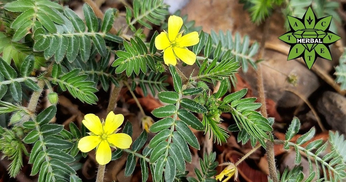 Tribulus Terrestris (Τρίβουλος) — βότανο για τη λίμπιντο και την ανδρική ζωτικότητα